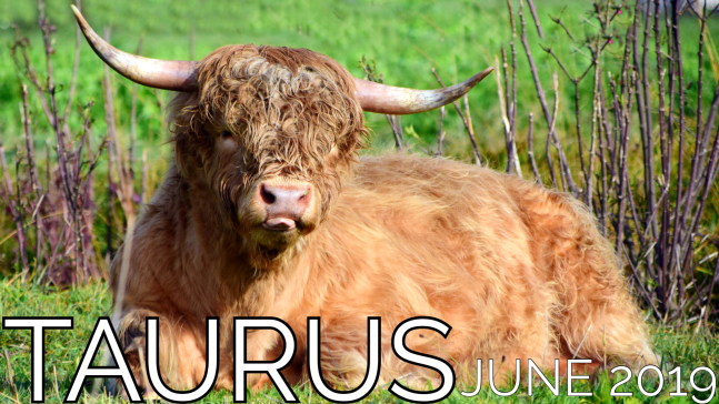 2019-06:Banner:02 Taurus.png