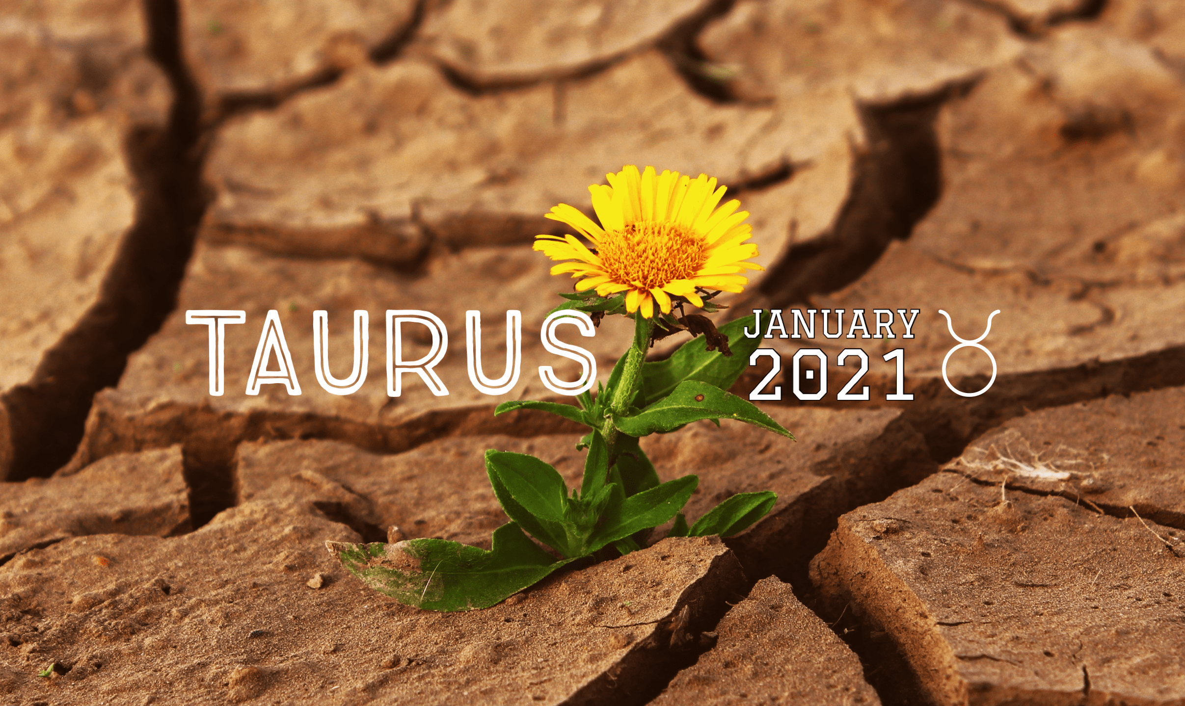 2021 01:Banner:02 Taurus