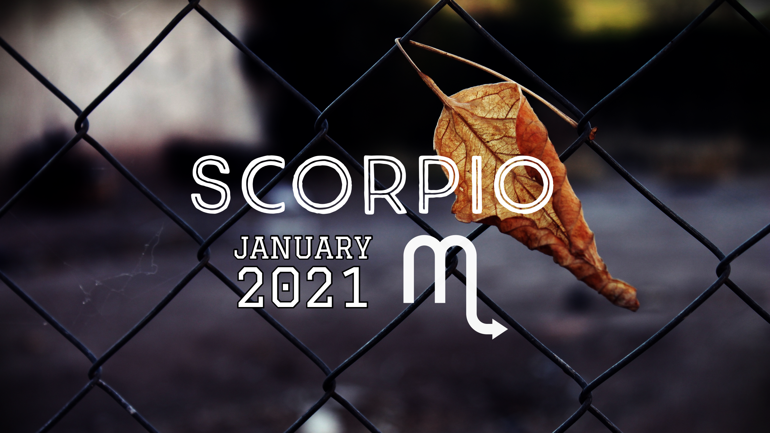 2021 01:Banner:08 Scorpio